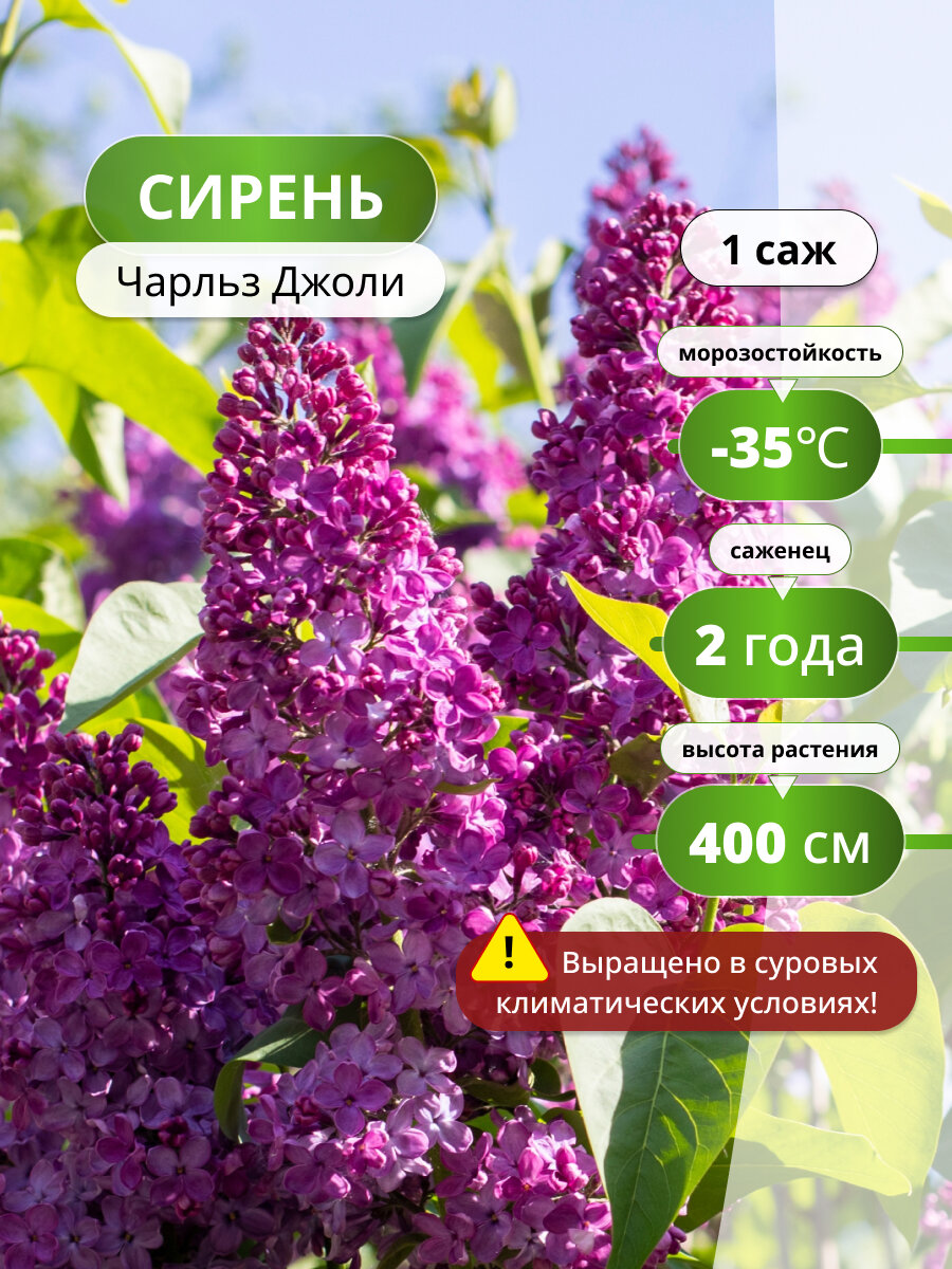 Сирень обыкновенная Чарльз Джоли  сирени  ароматный  морозостойкий