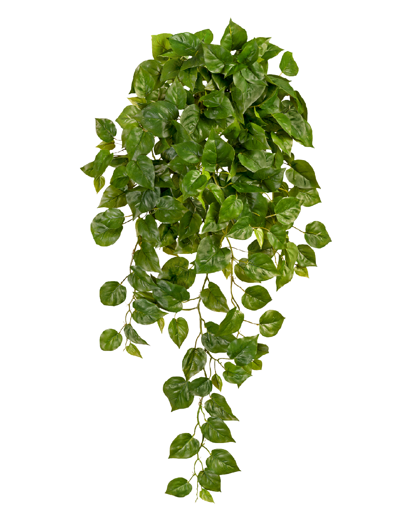 Филодендрон Элегант ампельный большой новый в-90 см (Sensitive Botanic) 6/24