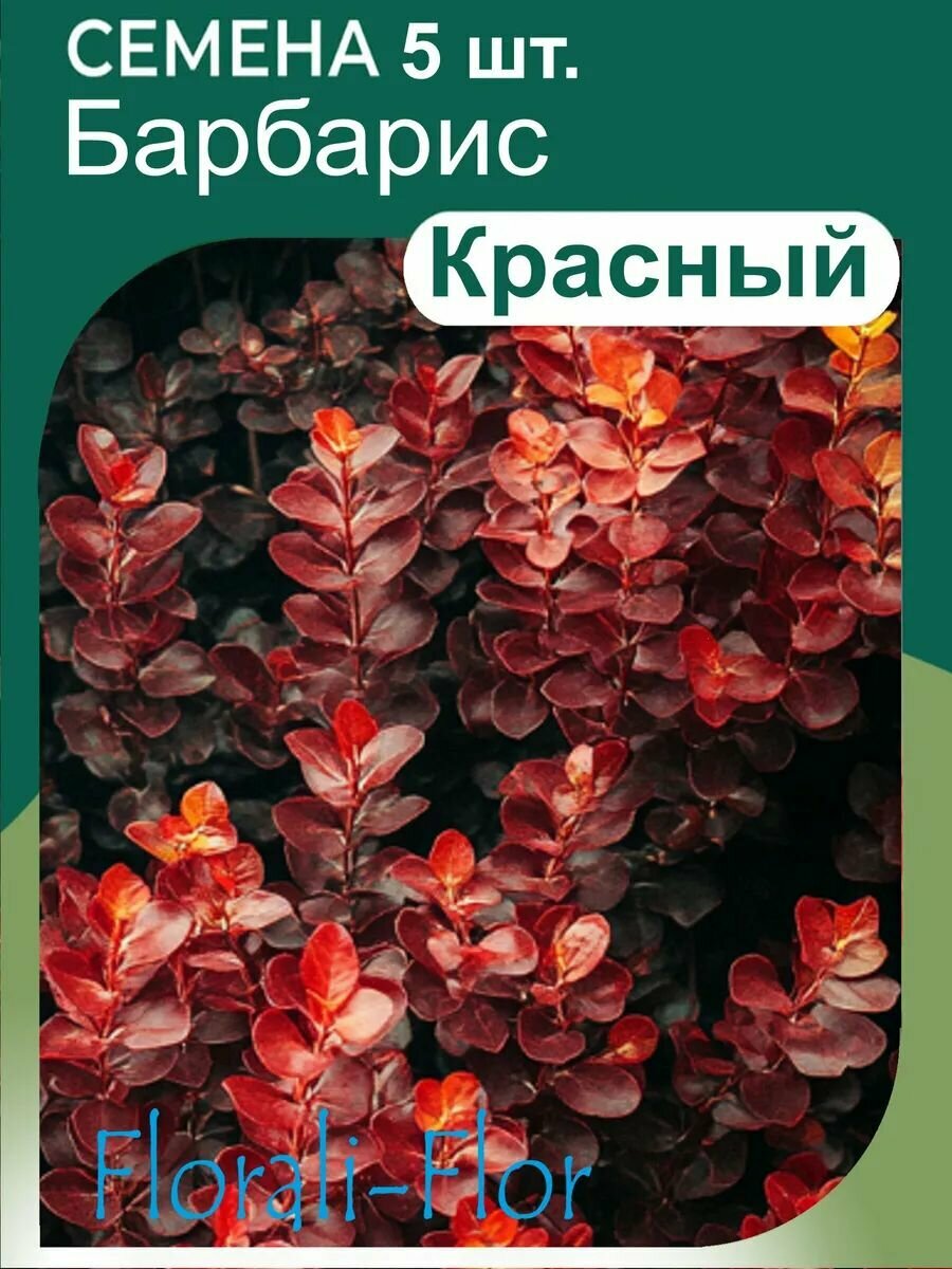 Семена барбарис красный
