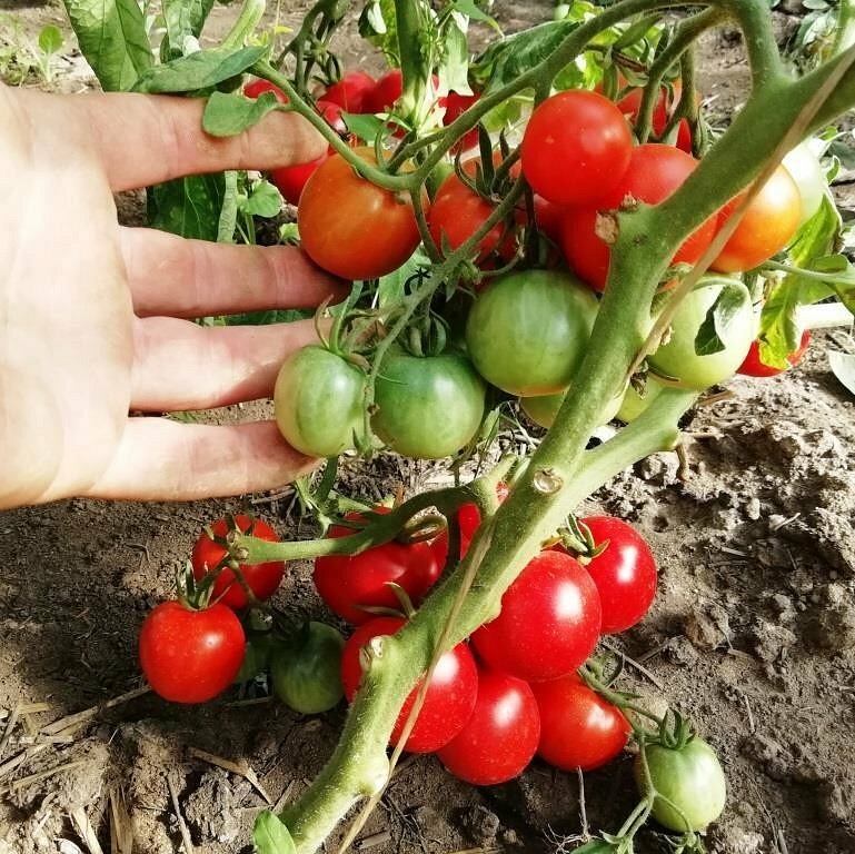Уличная Девка - семена томатов
