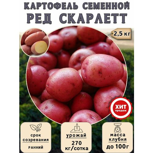 Клубни картофеля на посадку Ред Скарлетт (суперэлита) 2,5 кг Ранний картофель ред скарлет 2кг