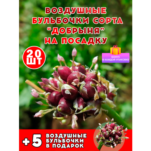 Чеснок добрыня воздушные семена бульбочки 20 шт первая репродукция элита + подарок