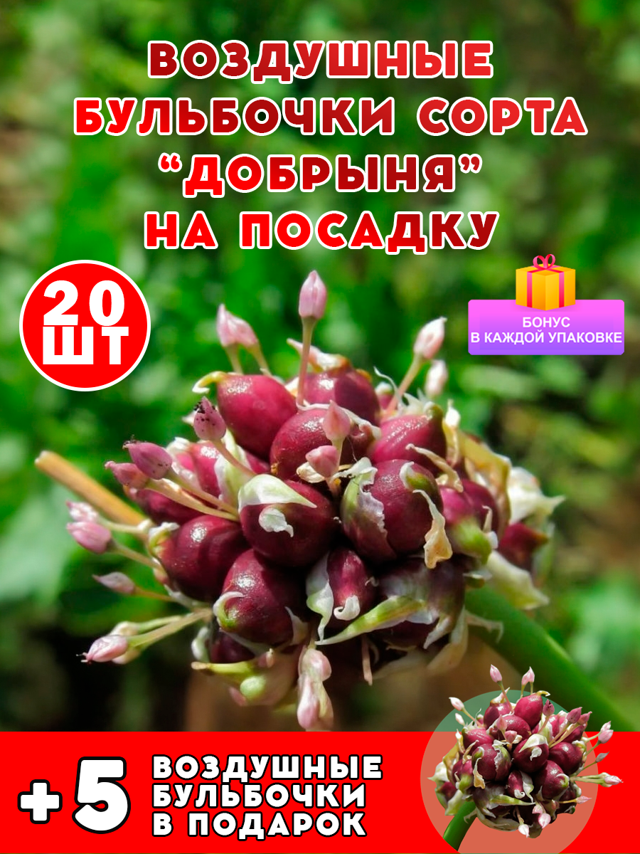 Чеснок добрыня воздушные семена бульбочки 20 шт первая репродукция элита + подарок