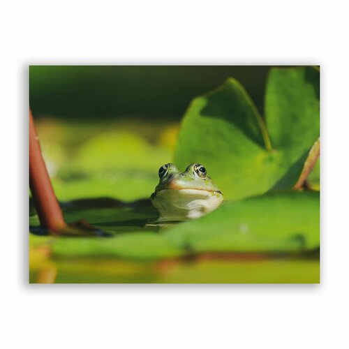 Постер, плакат на бумаге / Лягушка / Размер 30 x 40 см