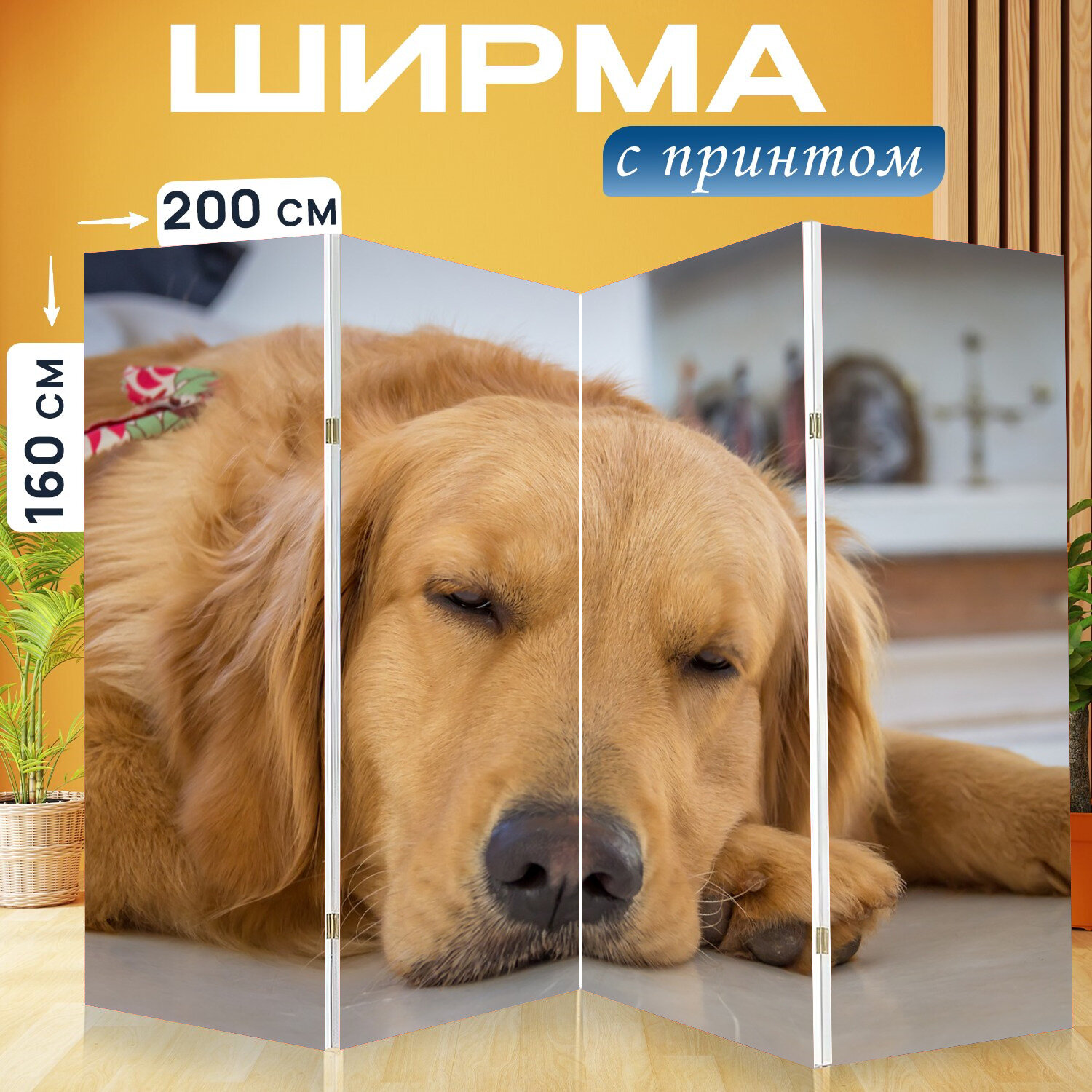 Ширма перегородка с принтом "Собака, ретривер, домашний питомец" на холсте - 200x160 см. для зонирования, раскладная