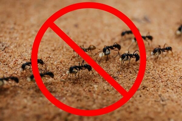 Экодуст Гера против садовых муравьев 500 мл - фото №13
