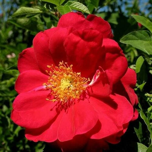 Роза канадская плетистая Генри Келси саженец роза канадская плетистая джон кэбот