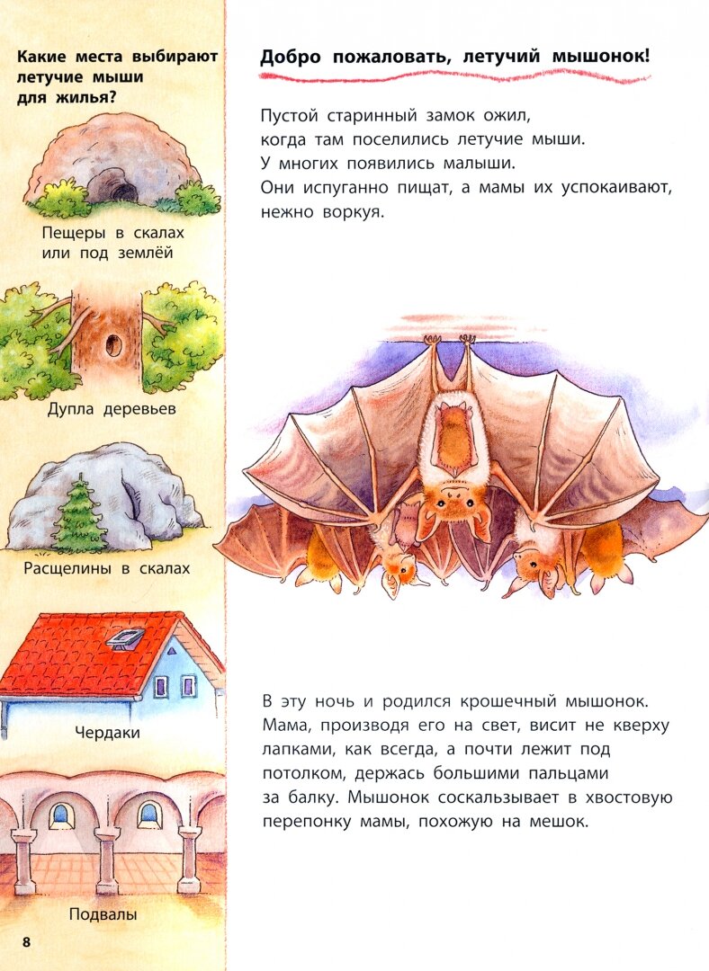 Куда летит летучая мышь? Познавательные истории - фото №13