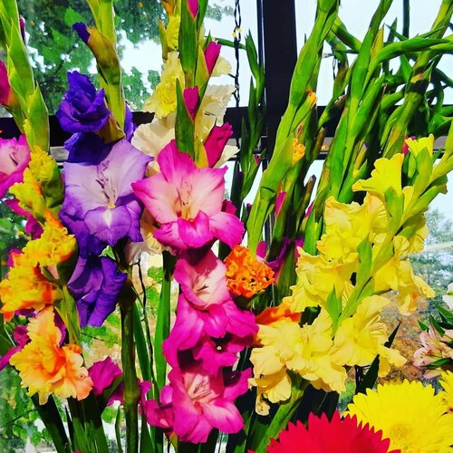 Гладиолусы крупноцветные 