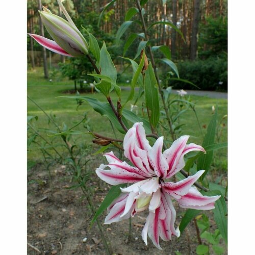 Лилия Мэджик Стар 1 шт 1169₽