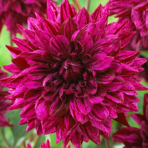 Георгина Арт Акт 1329₽