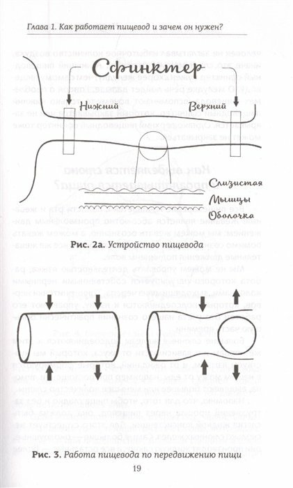 Гастро-книга. Пищеварение вдоль и поперек - фото №15