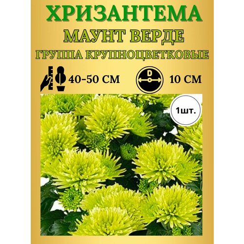 Хризантема саженец многолетние цветы 595₽