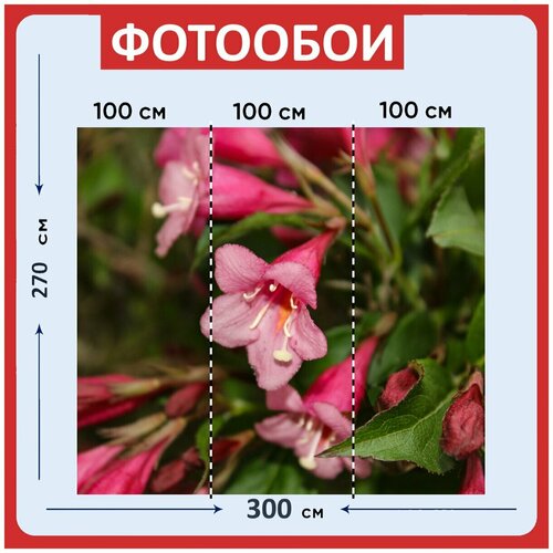 Фотообои Цветок цвести розовый 300x270 см флизелиновыена стену 2980₽