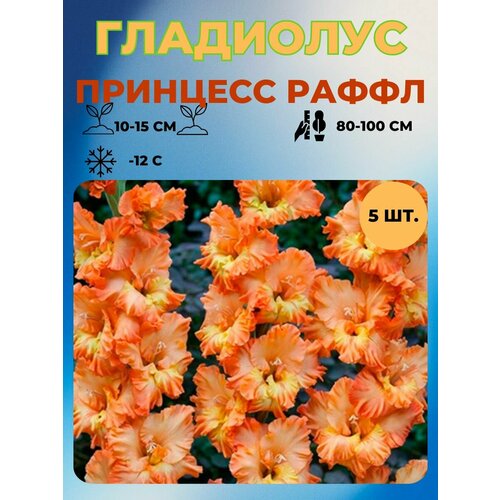 Гладиолус луковицы 5 шт 400₽