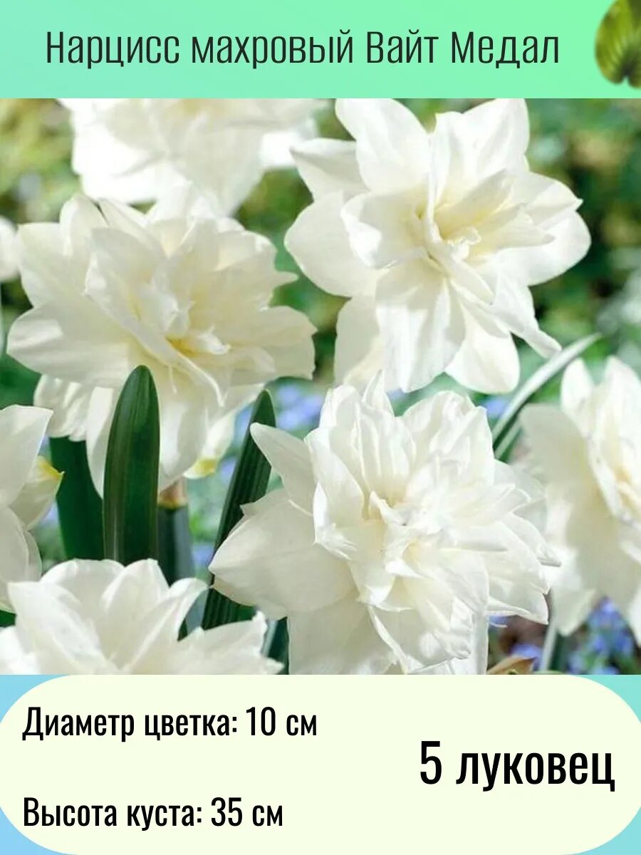 Нарцисс многолетние цветы луковицы 5 шт