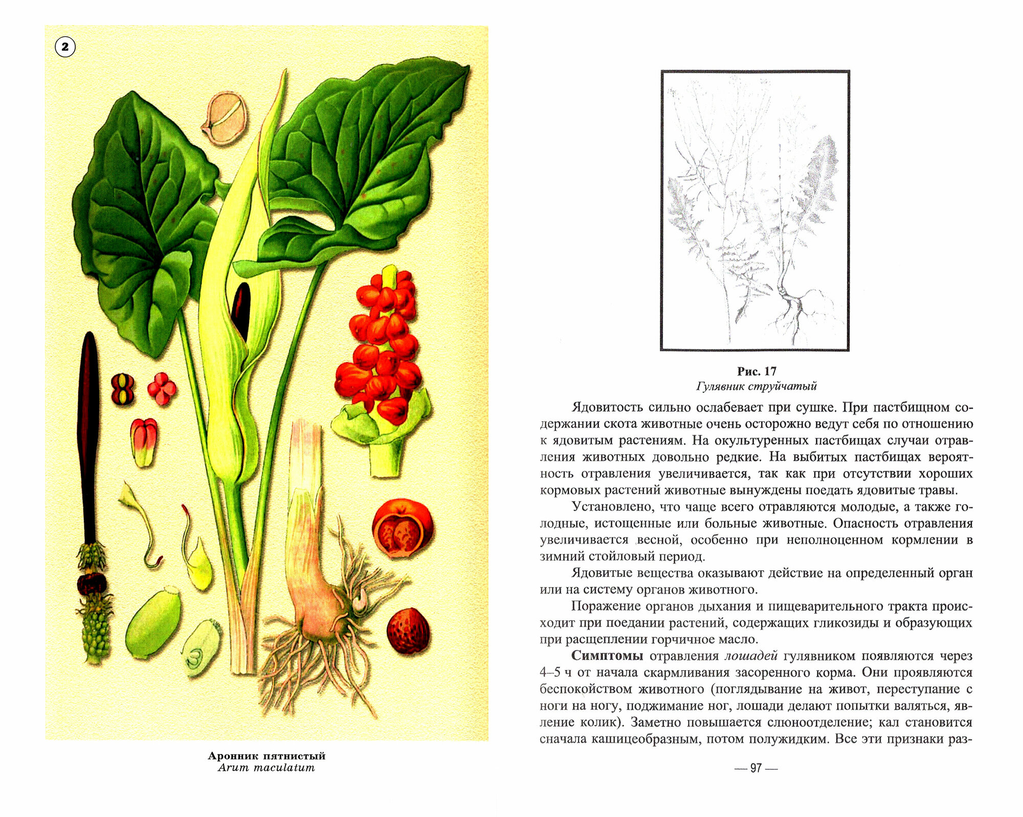 Отравления животных ядовитыми растениями. Учебное пособие - фото №10