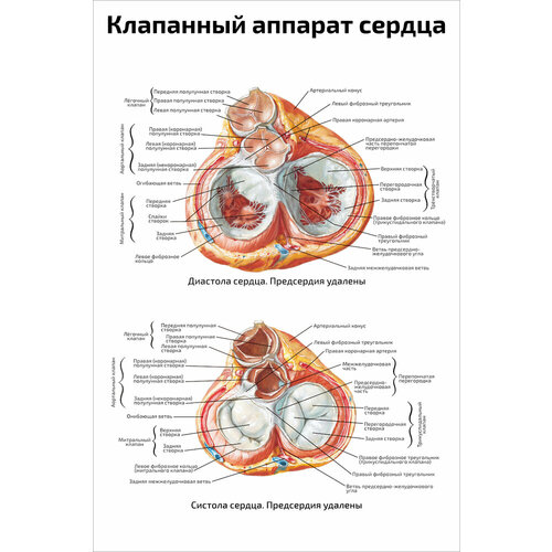 Плакат Квинг Клапанный аппарат сердца ламинированный 457×610 мм ≈ (А2)