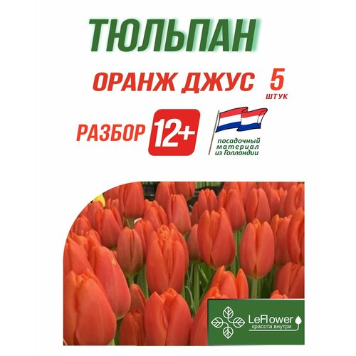 Тюльпан Оранж Джус, 5 шт, разбор 12+