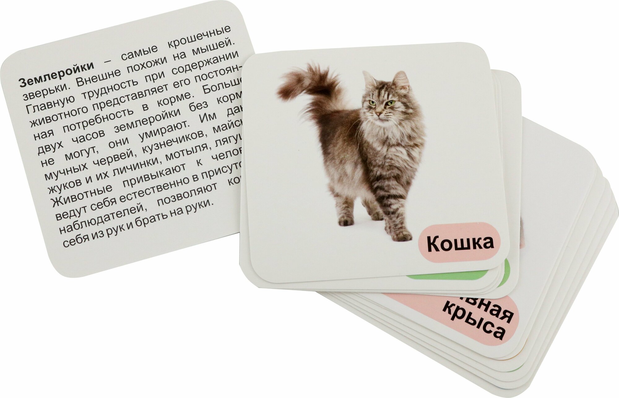 Животные-питомцы. 12 развивающих карточек с красочными картинками, стихами и загадками для занятий с детьми - фото №6