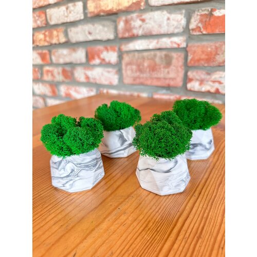 Кашпо с белым стабилизированным мхом, 4 штуки в наборе