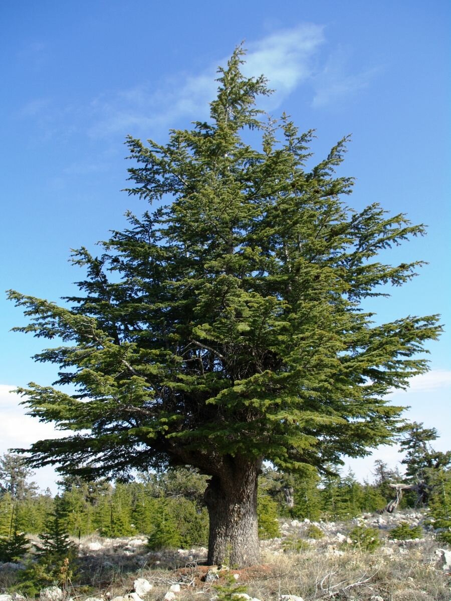 Семена Кедр ливанский (Cedrus libani) 10 штук