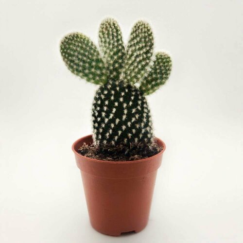 Кактус Опунция мелковолосистая, D-5