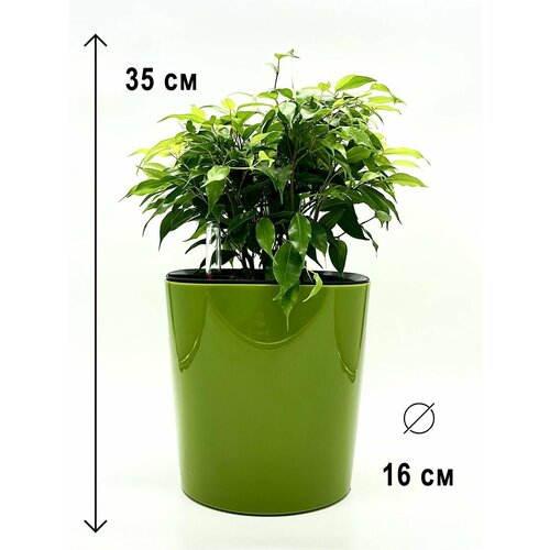 Фикус Бенджамина Наташа в зеленом пластиковом кашпо с автополивом, высота композиции 30-40 см