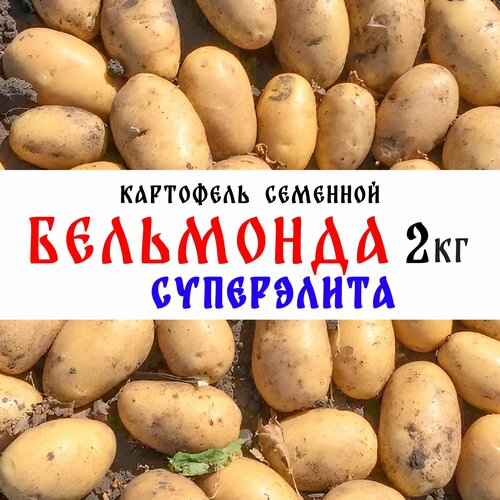 Семенной картофель сорта Бельмонда 2кг, клубни, Суперэлита картофель красный россия 2кг