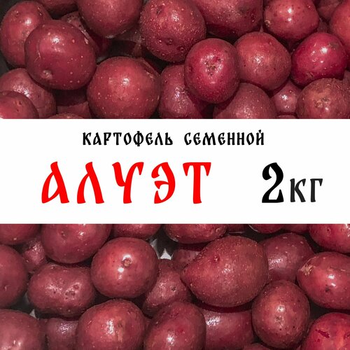 Семенной картофель сорта Алуэт 2кг, клубни картофель крепыш 2кг