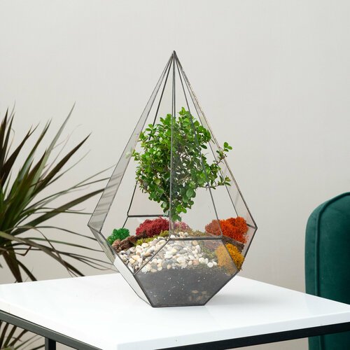 Дерево Мирсина ваза для флорариума Конус 5700₽