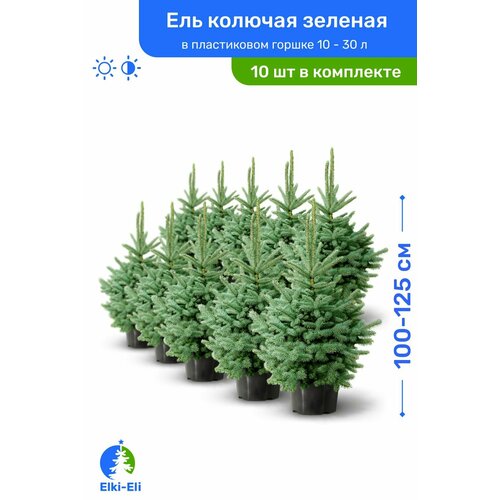 Ель колючая зелёная 100-125 см в пластиковом горшке 5-20 л, саженец, хвойное живое растение, комплект из 10 шт
