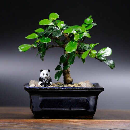 Бонсай Кармона цветущая (чайное дерево), 16см, 3 года