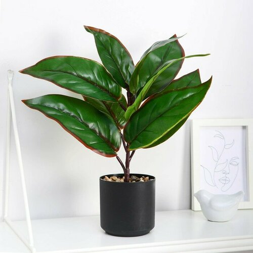 Бонсай в горшке Кордилина колор 85х24 см 1360₽