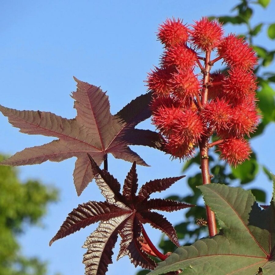 Семена Deodar SEEDS COMPANY Клещевина обыкновенная 10 шт.