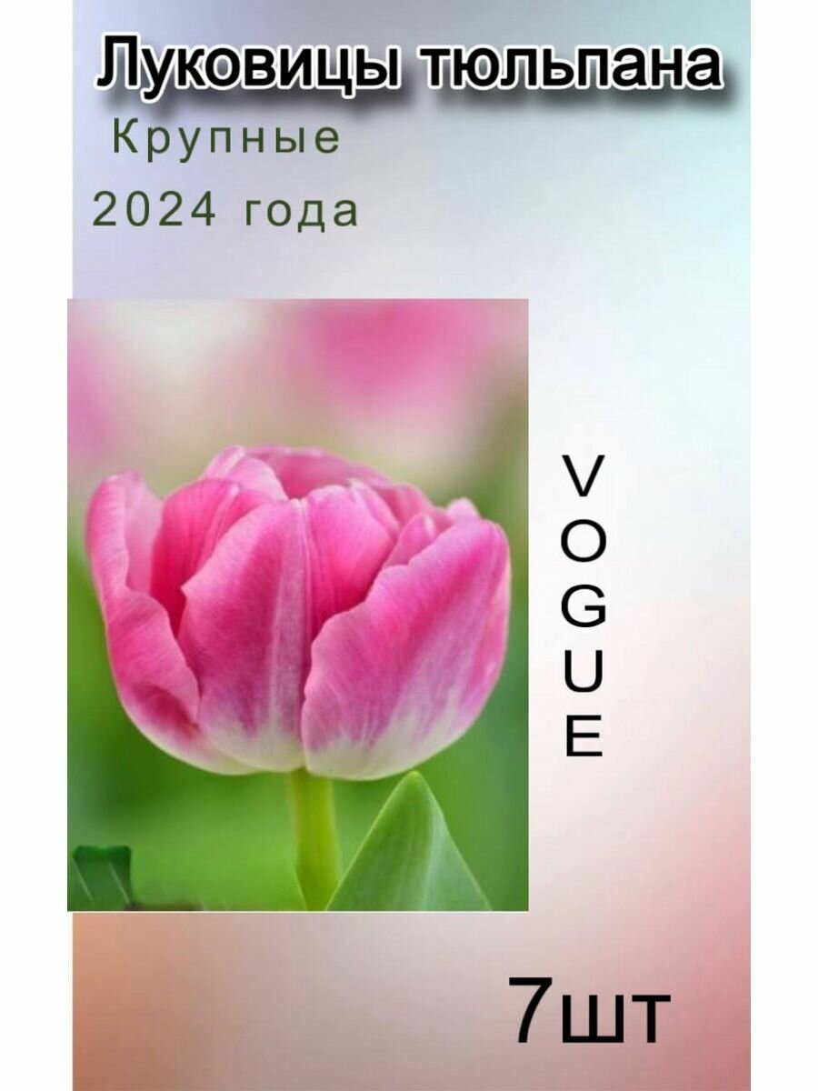 Луковицы Тюльпана Vogue ( 7 шт)