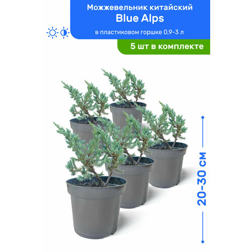 Можжевельник китайский Blue Alps (Блю Альпс) 20-30 см в пластиковом горшке 0,9-3 л, саженец, хвойное живое растение, комплект из 5 шт можжевельник китайский блю альпс комплект из 4х растений высота 20 40 см диаметр горшка 17 см