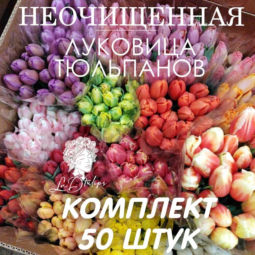 Луковицы тюльпанов 50 штук неочищенные
