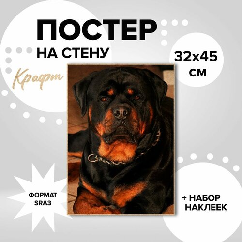 Постер на стену 32х45, плотная крафт бумага Собаки. Ротвейлер