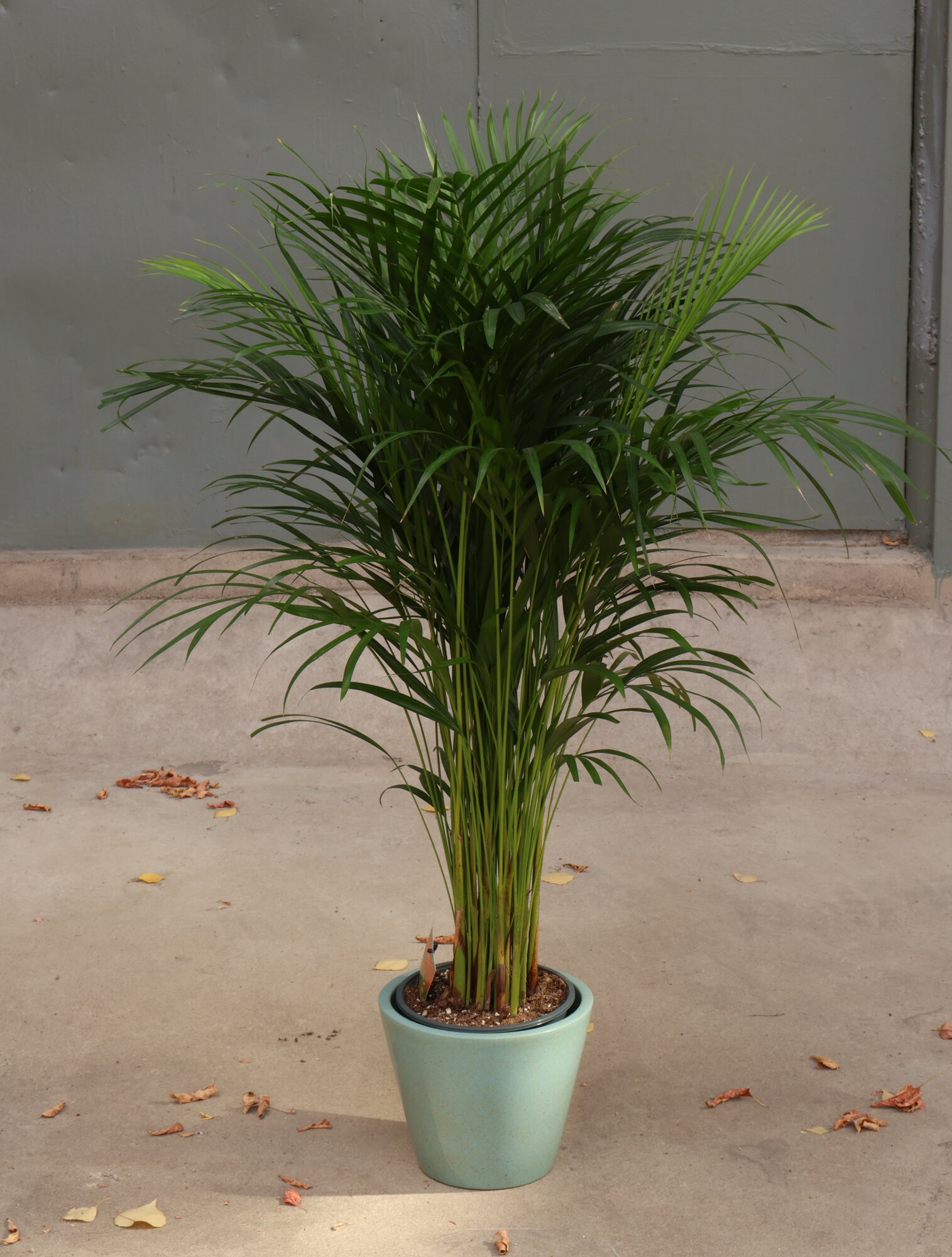 Пальма Арека дипсис высота 120 см в кашпо