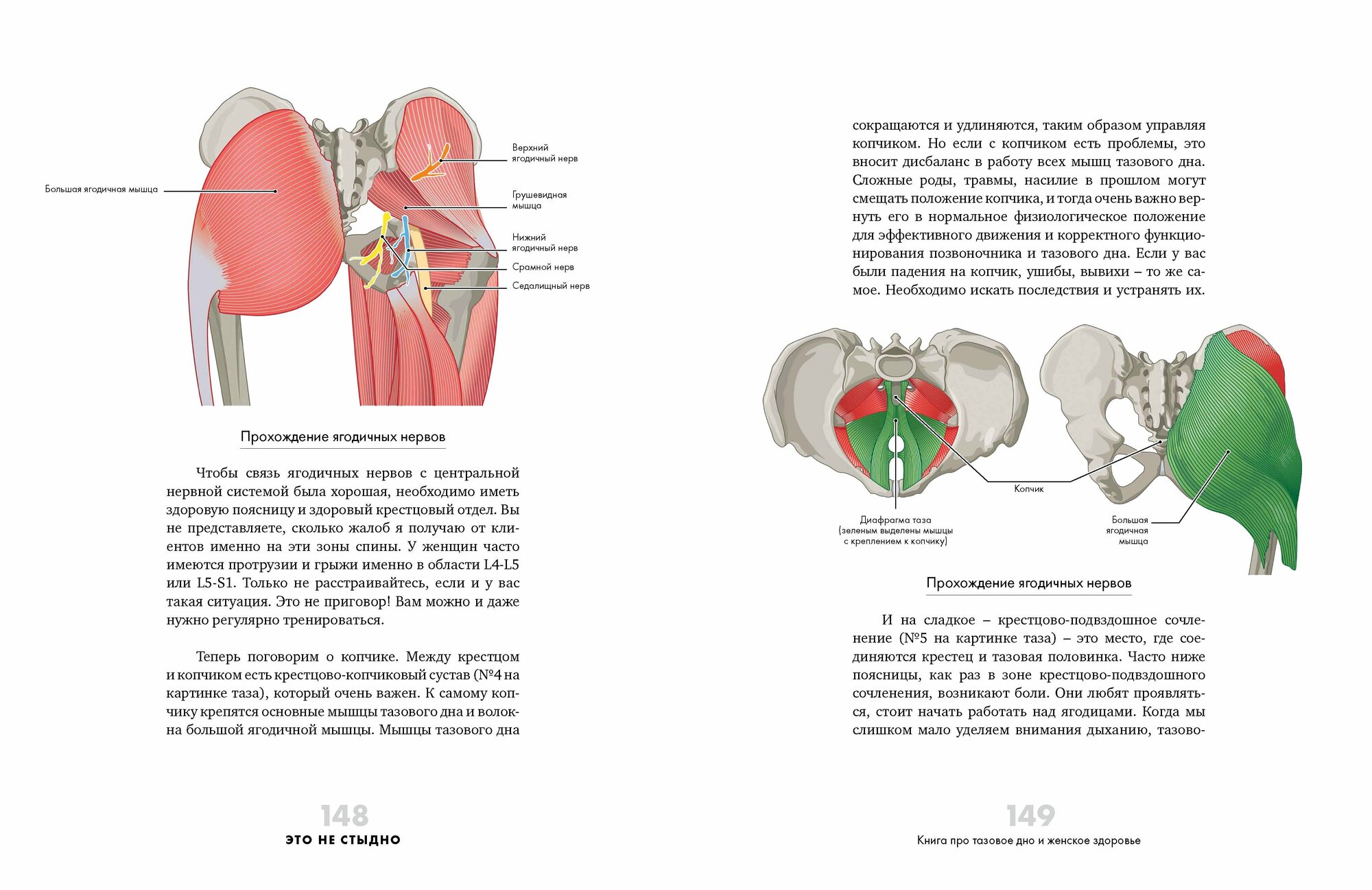 Это не стыдно. Книга про тазовое дно и женское здоровье - фото №17