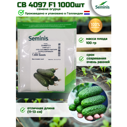 СВ 4097 ЦВ F1 - семена огурцов корнишонов, 1 000 семян, SEMINIS/семинис (голландия)