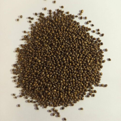 семена чёрный тмин чернушка посевная калинджи для посадки 1000 штук Семена шалфей мускатный для посадки 1000 штук