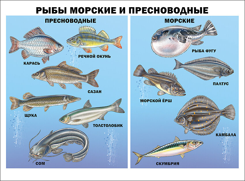 Плакат(Проф) Рыбы морские и пресноводные
