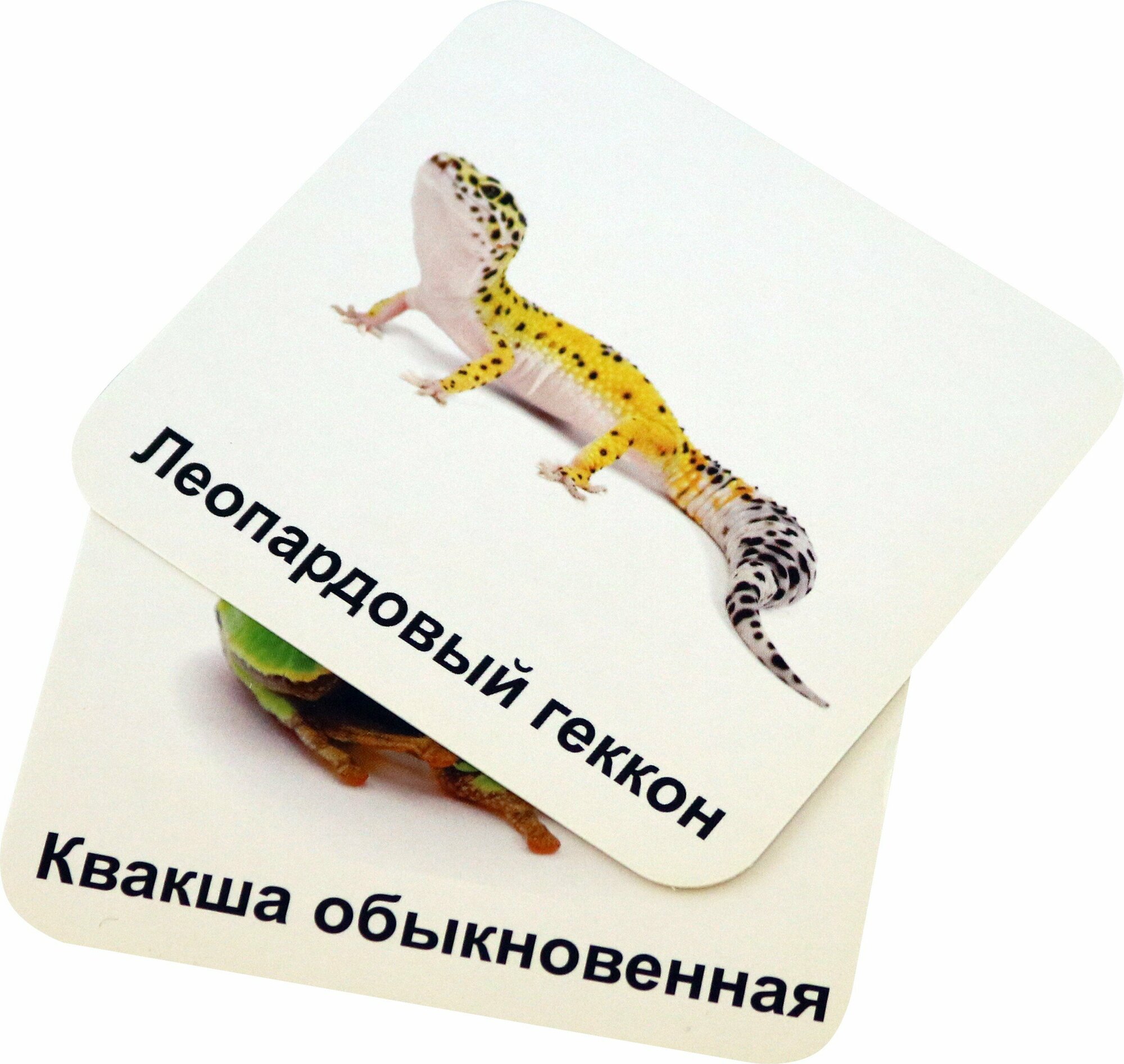 Животные террариума. 12 развивающих карточек с красочными картинками, стихами и загадками для занятий с детьми - фото №3