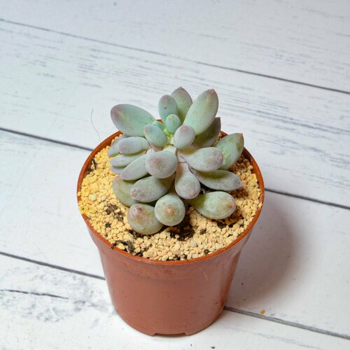 Суккулент Pachyphytum Baby Finger (Пахифитум). Диаметр горшка 5 см. Субстрат Succuterra Classic и фирменный горшочек в комплекте.