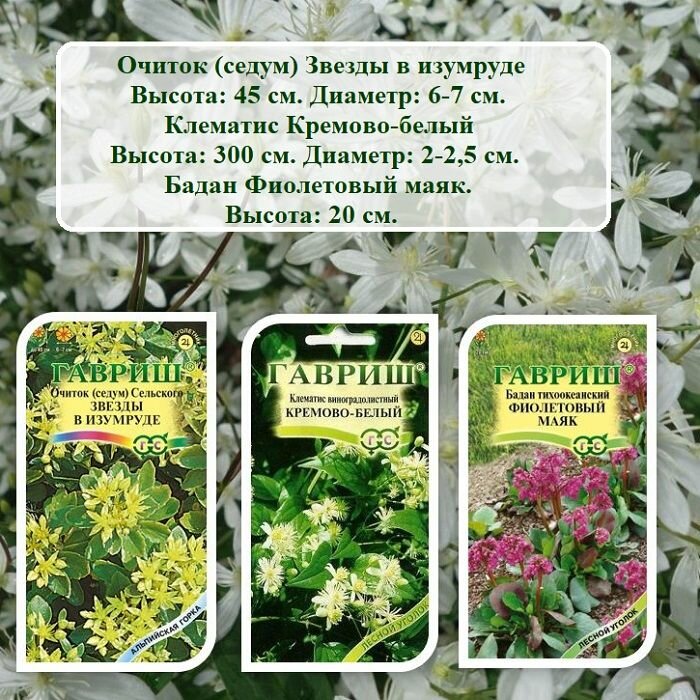 Набор семян цветов из 3 пачек многолетников - Очиток (седум) Звезды в изумруде Клематис Кремово-белый и Бадан Фиолетовый маяк.