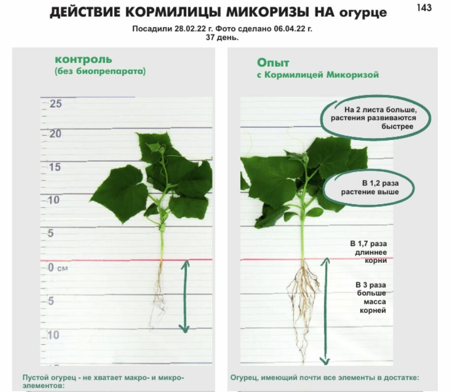 Микориза Кормилица для роста корней, питание и защита растений, 1л - фотография № 8