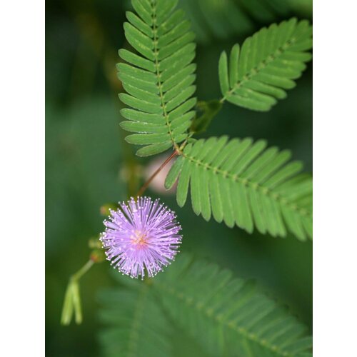 Семена Мимоза стыдливая (Mimosa pudica), 20 штук семена цветы мимоза стыдливая недотрога