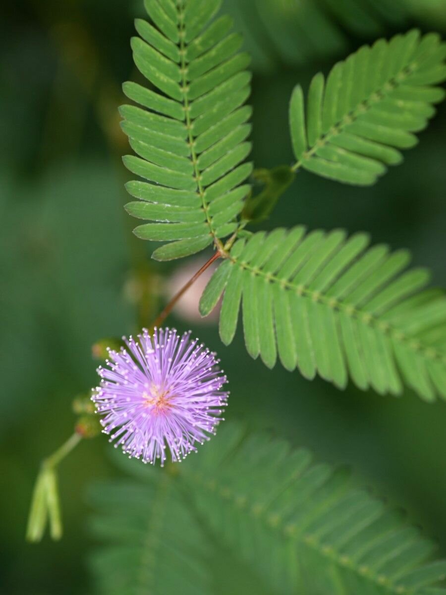 Семена Мимоза стыдливая (Mimosa pudica) 20 штук